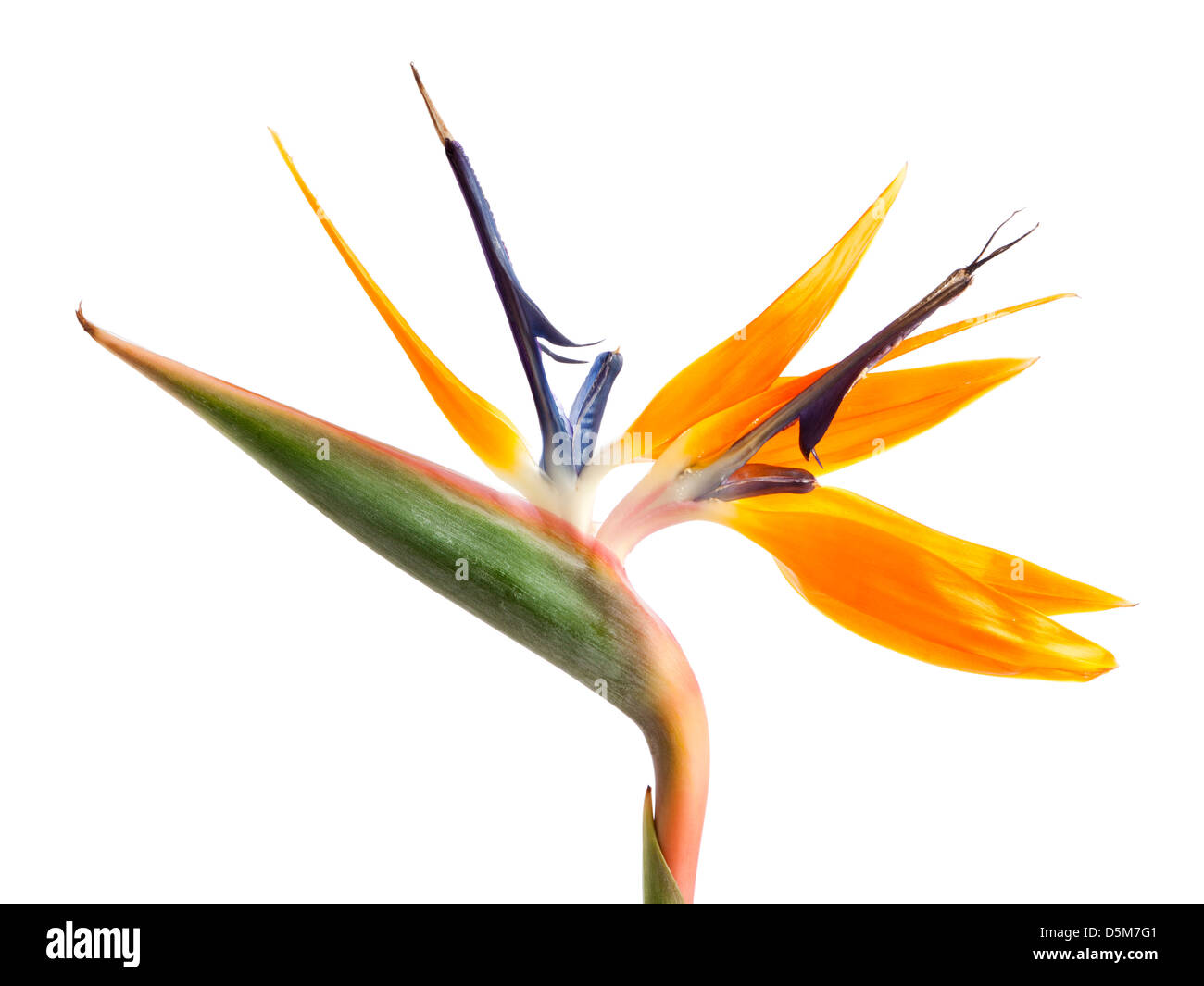 White Bird Of Paradise Stock Photos & White Bird Of Paradise Stock