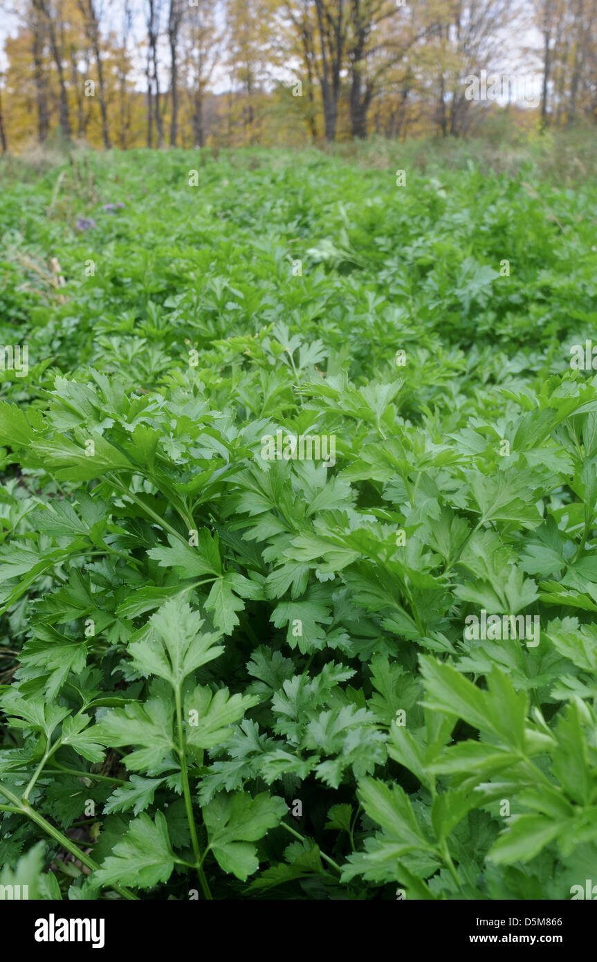 Cilantro growing in the field in Upstate, New York Stock Photo Alamy