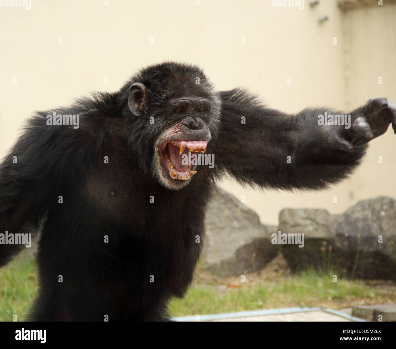 An elderly chimpanzee bares his teeth in anger. Stock Photo