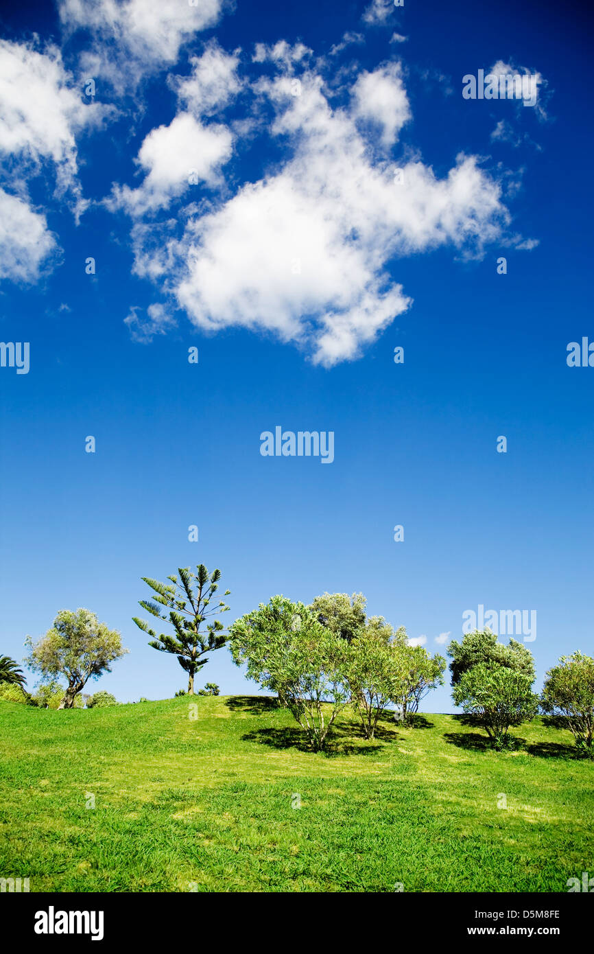 Beautiful summer landscape with trees and blue sky Stock Photo - Alamy