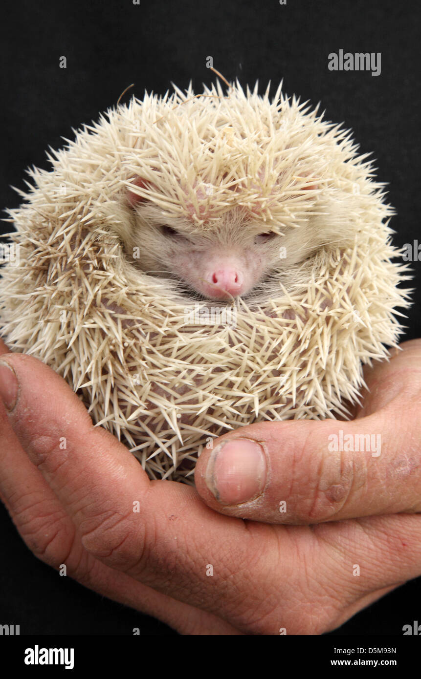 A young albino hedgehog Stock Photo