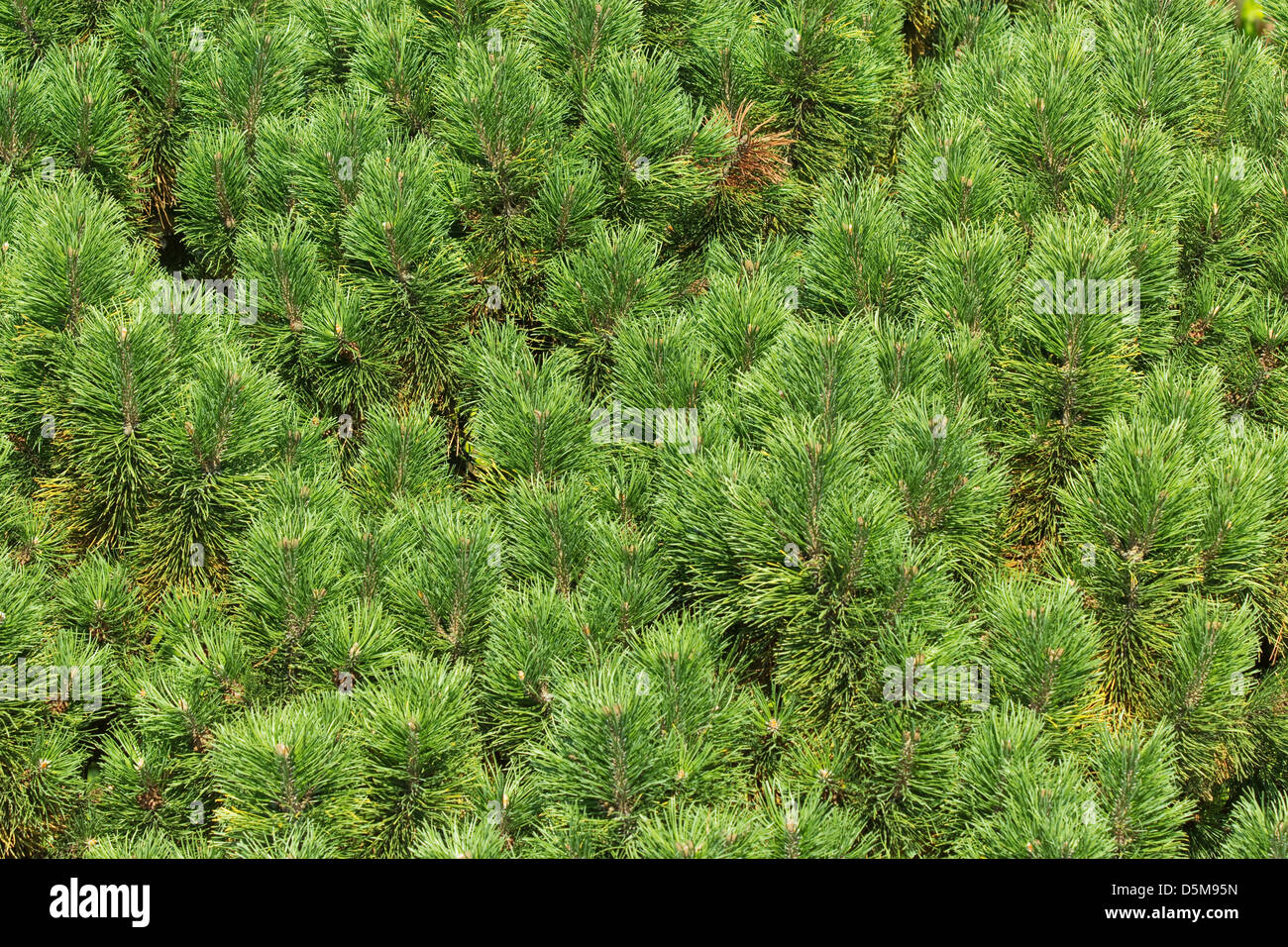 Green pine needle tree hi-res stock photography and images - Alamy