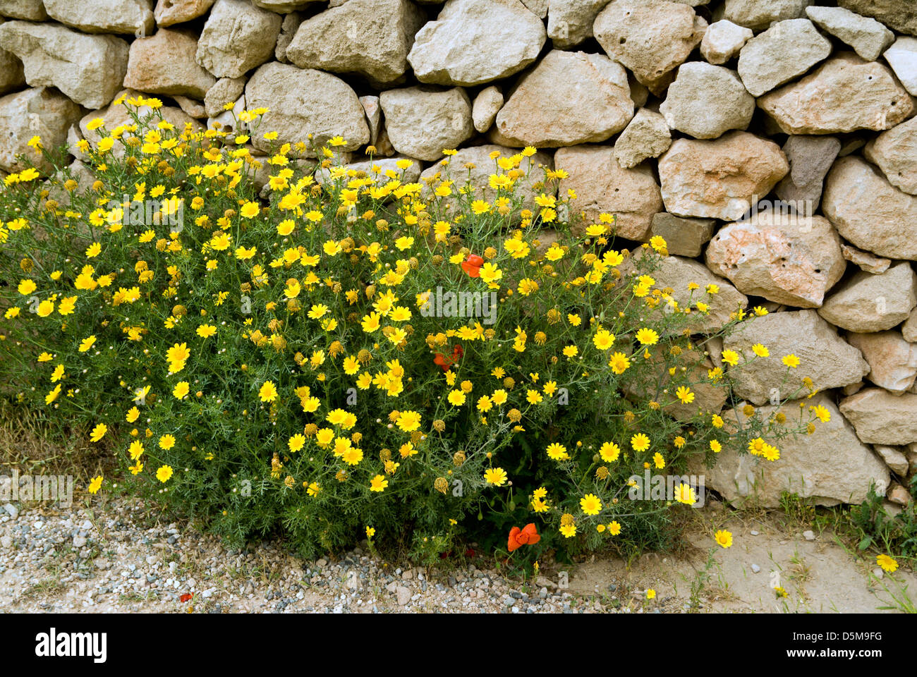 spring flowers, Paphos, Cyprus Stock Photo Alamy
