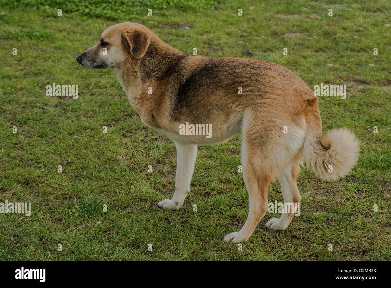 A dog is trying to survive with tree legs. Stock Photo