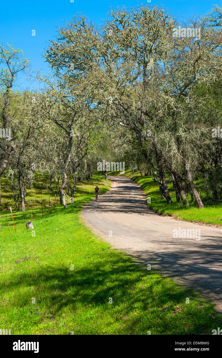 A cyclist at Figueroa Mountain. Santa Ynez, California Stock Photo Alamy