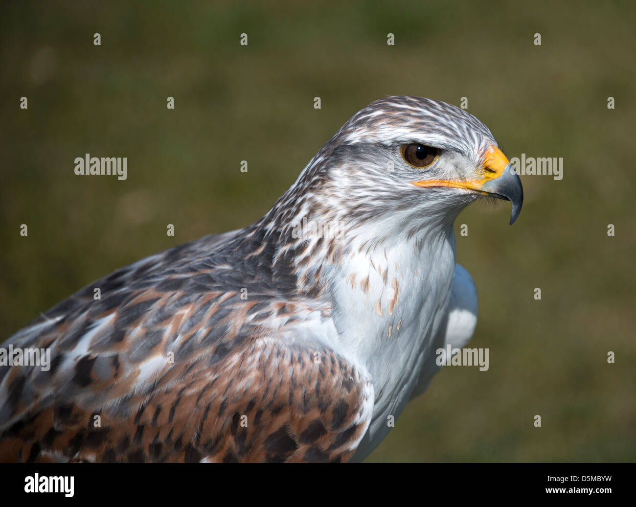 closeup from king buzzard with green background Stock Photo