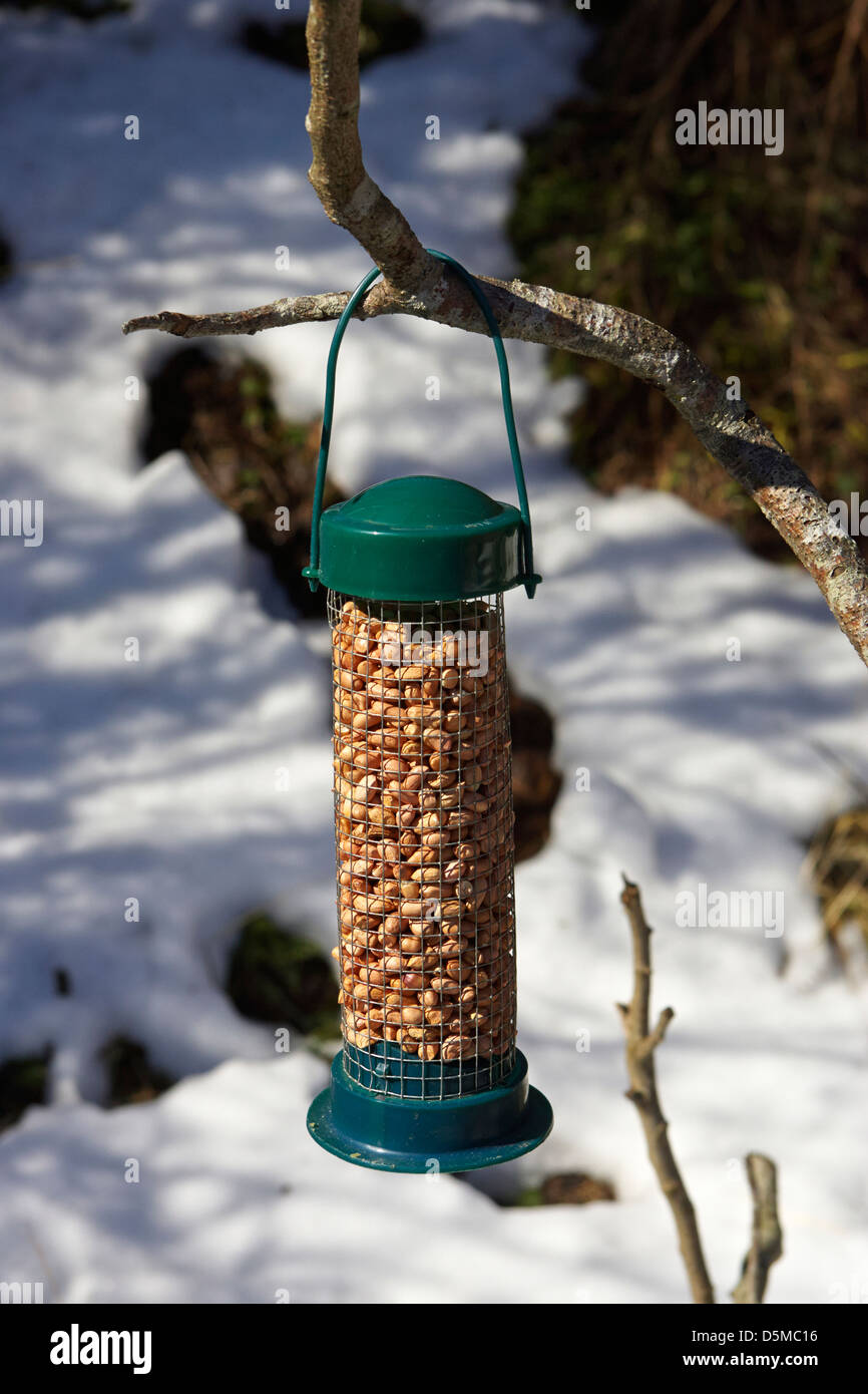 winter bird peanut food in a plastic feeder in a garden in the uk Stock Photo
