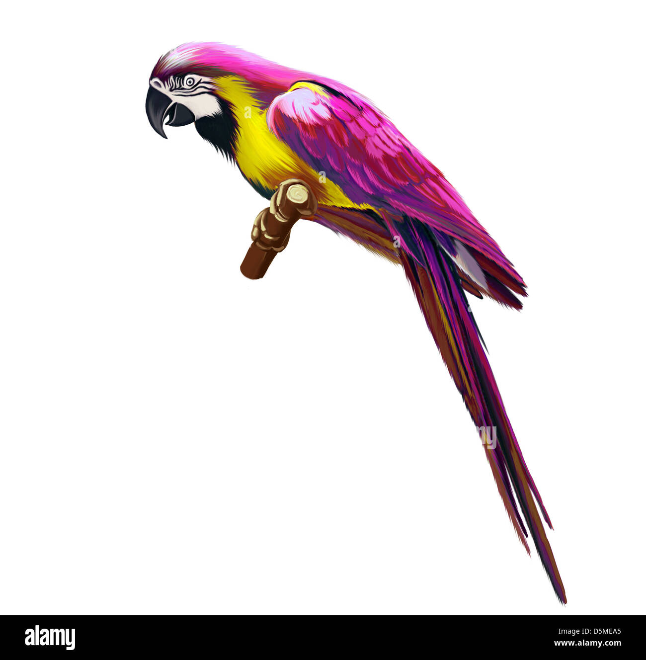 Pink colorful parrot Stock Photo
