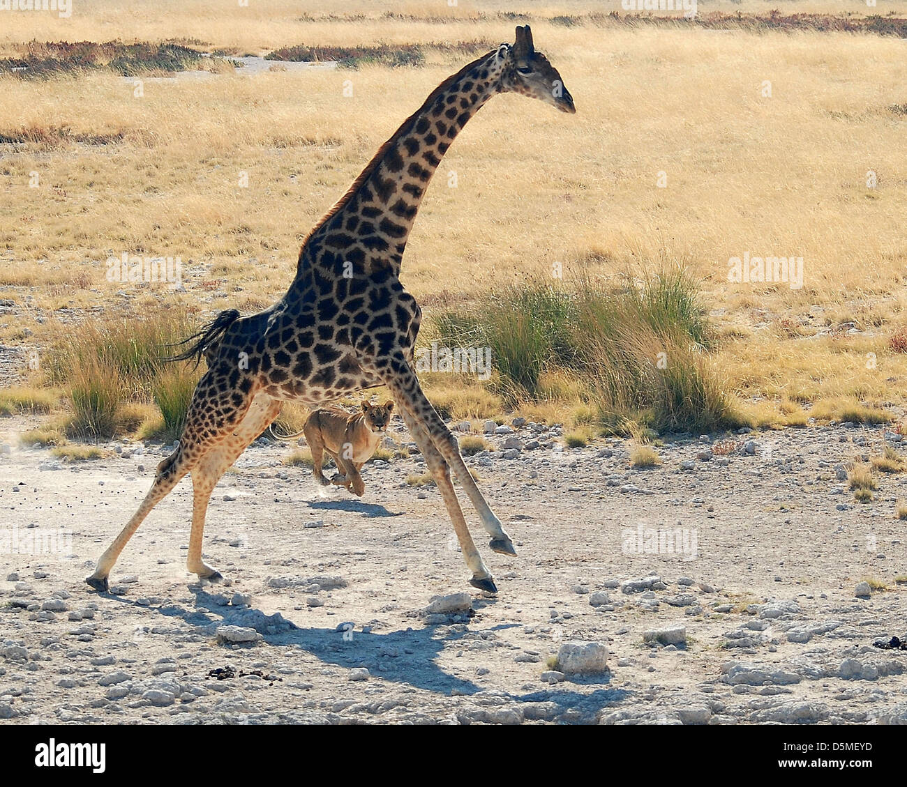 Lion Attacking Giraffe