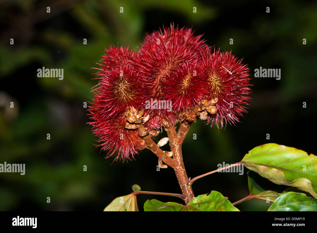 urucum Bixa orellana fruit from Amazon forest, used by indigenous people for painting skin with red paint produced with it. Stock Photo