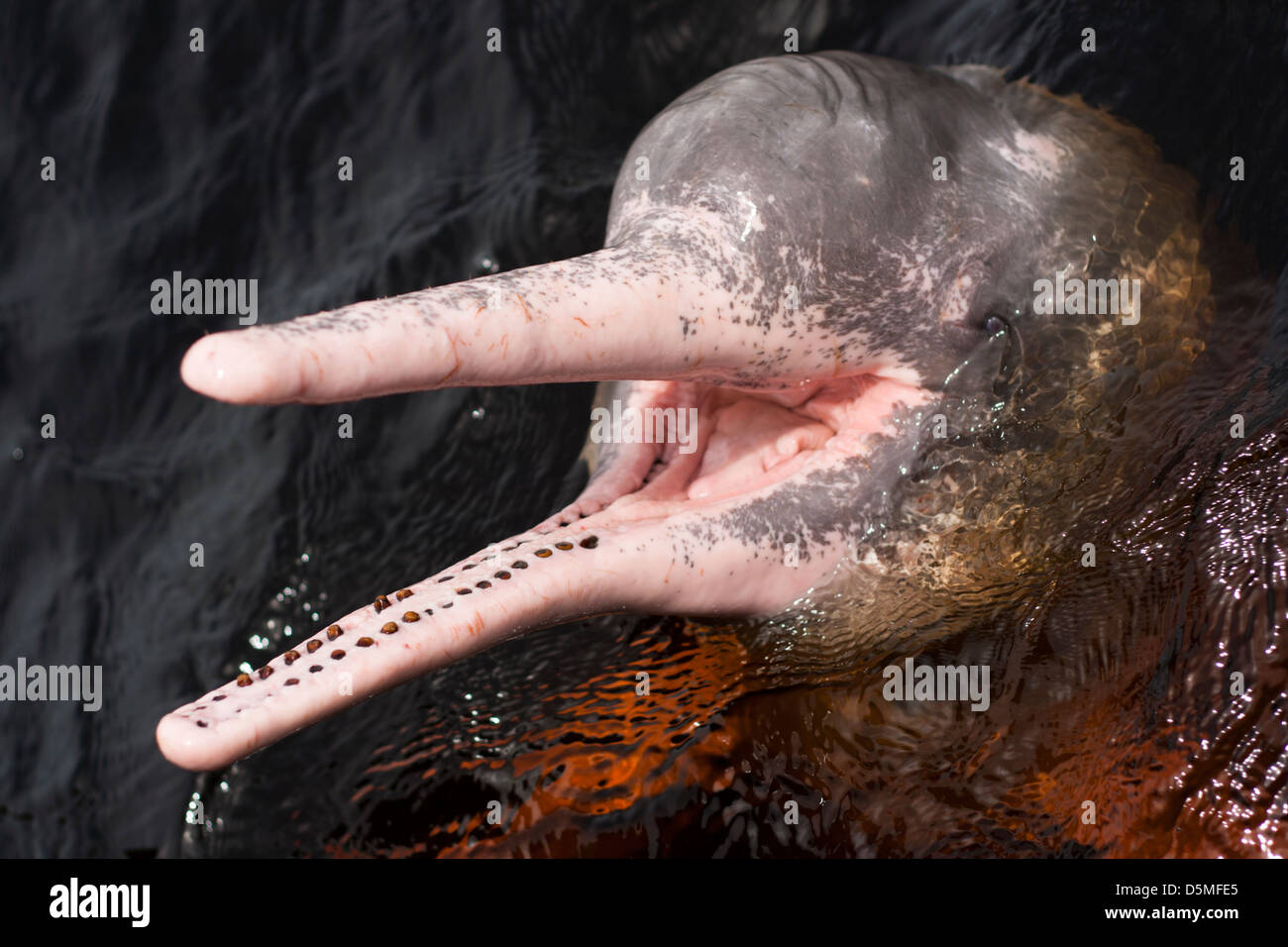 river porpoise at surface showing head and open mouth.  Amazon forest, black river, close to Novo Airão city, Amazonas, Brazil. Stock Photo