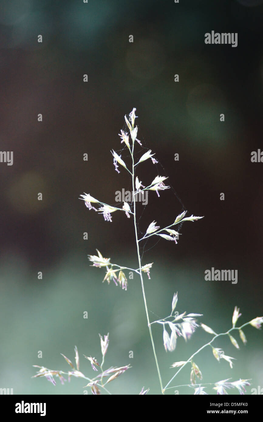 white plant corn frost cob webs cobwebs sunrise Stock Photo