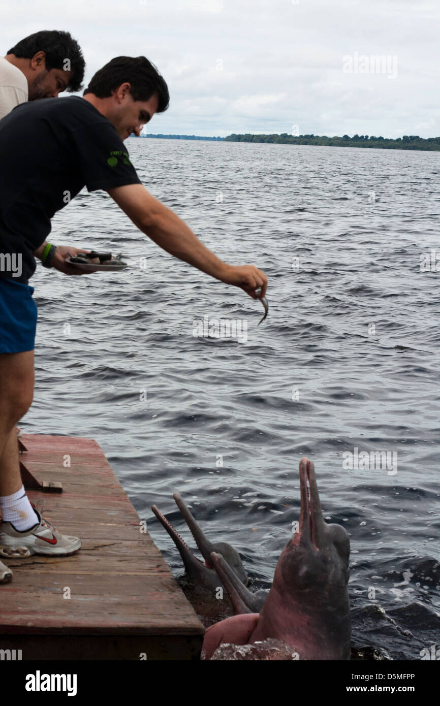 people in contact with river dolphins in novo Airão city, Amazonas state, Brazil Stock Photo