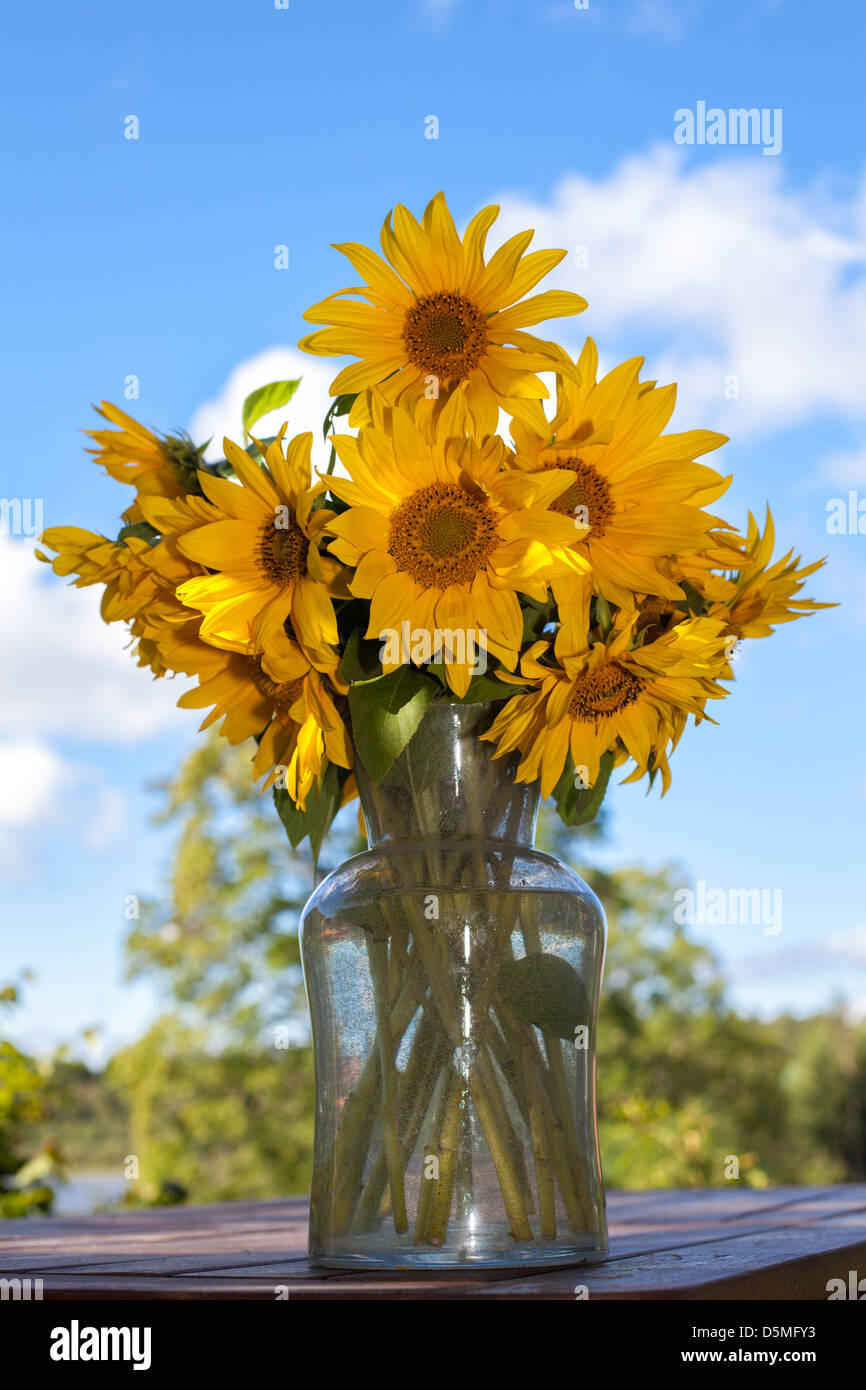 sunflowers in a glass vase Stock Photo - Alamy