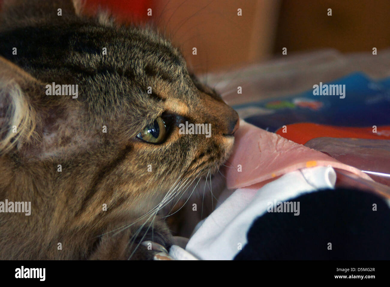 cat eating English fresh ham whiskers kitten eyes Stock Photo Alamy