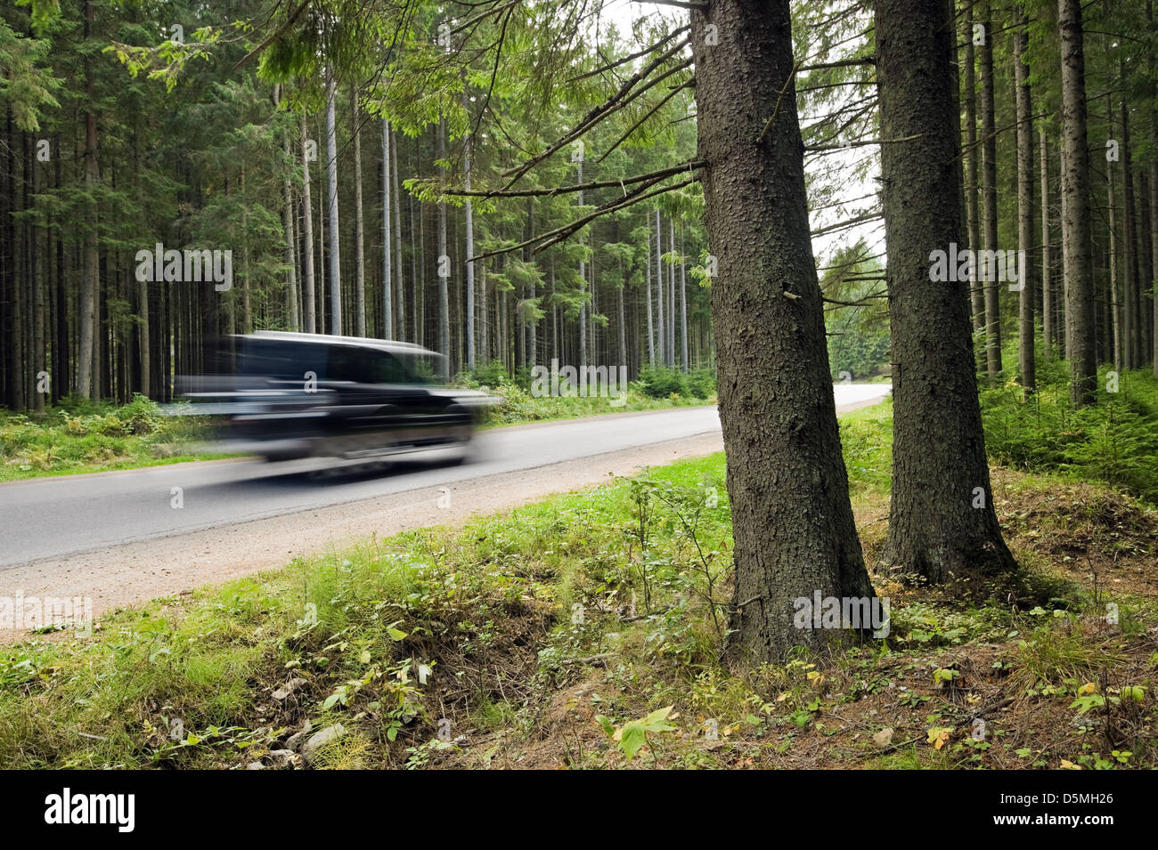 black car on forest road Stock Photo