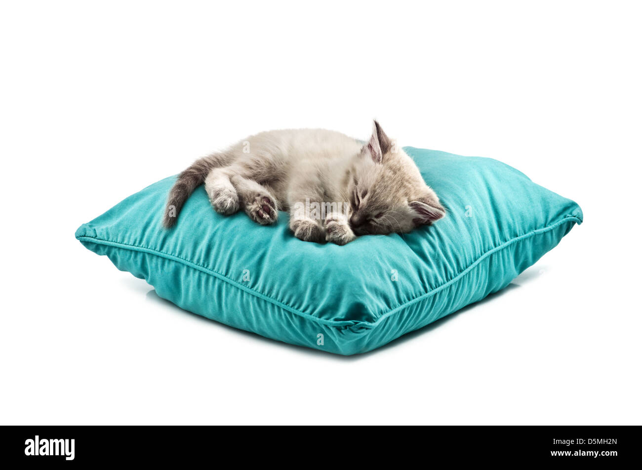 kitten sleep on pillow isolated Stock Photo Alamy
