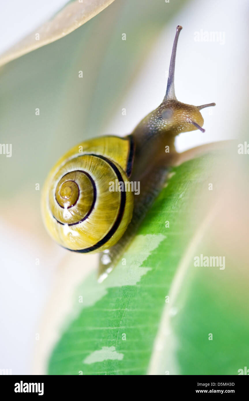 yellow snail on green grass closeup Stock Photo