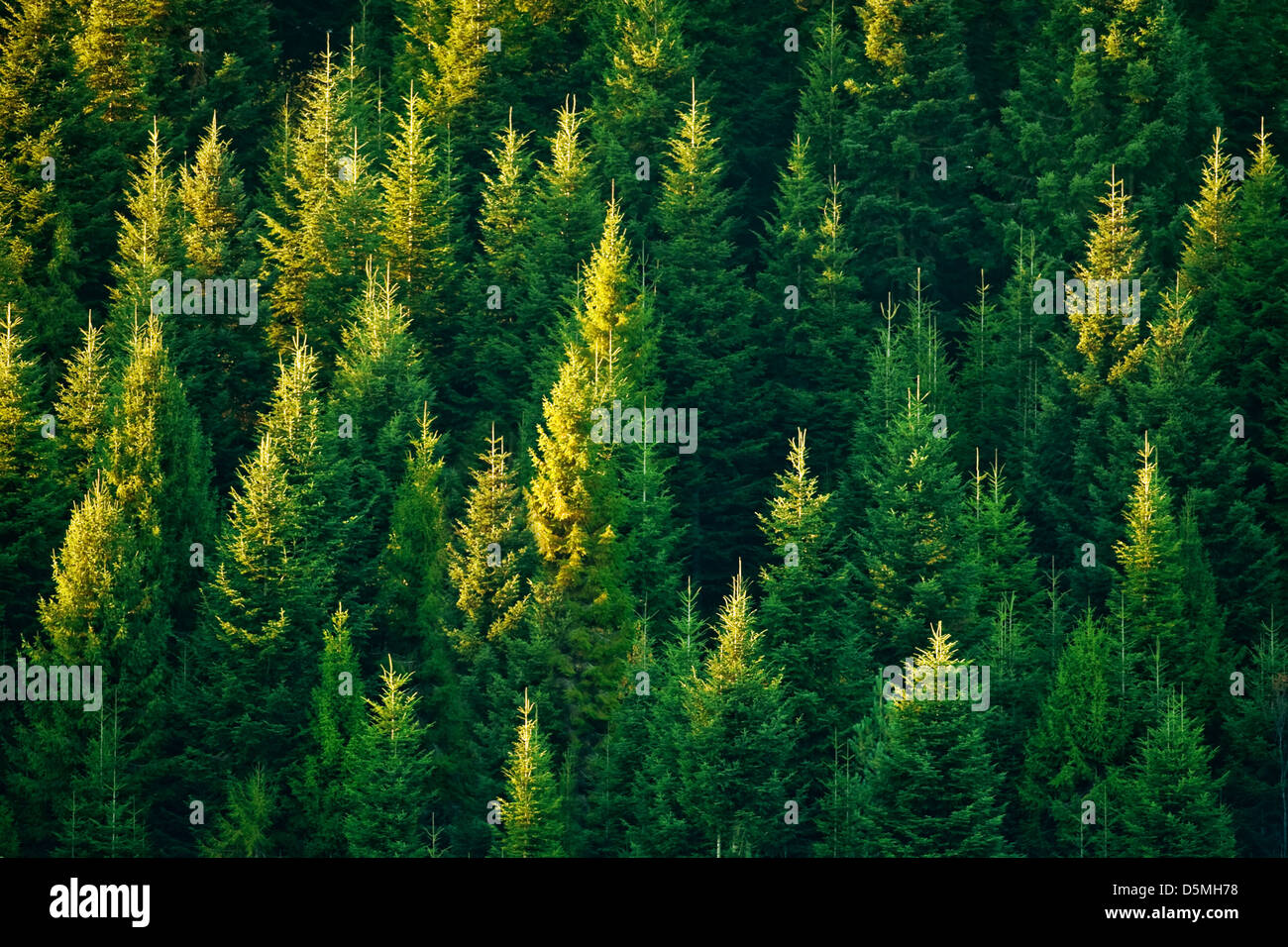 fir tree forest in morning time Stock Photo