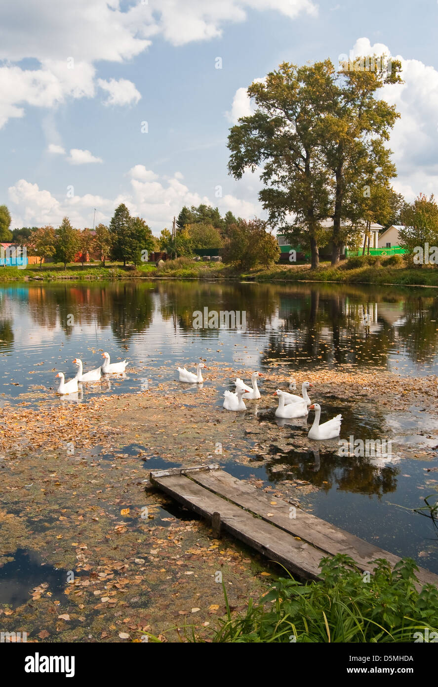 Rural landscape geese pond hi-res stock photography and images - Alamy