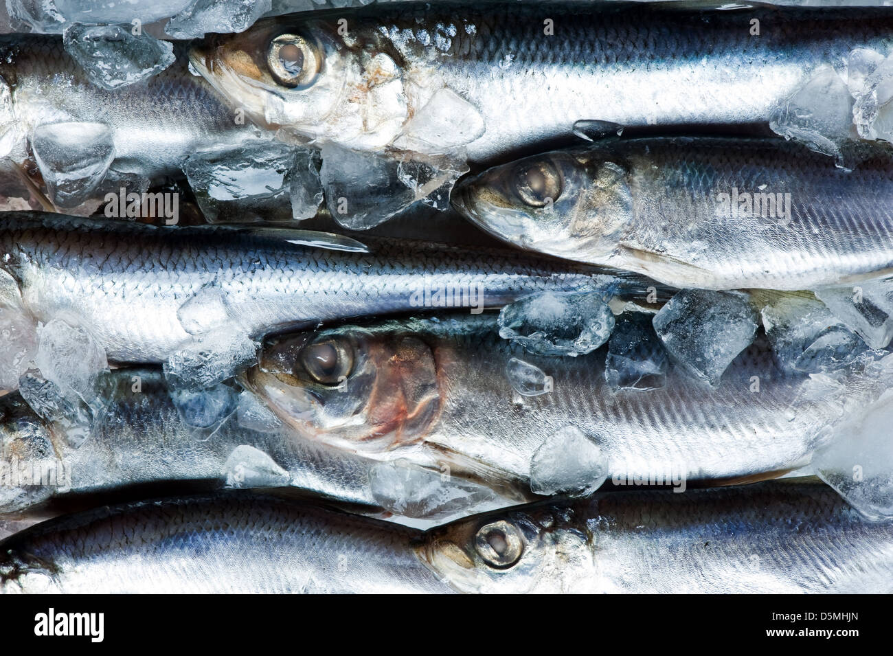 fresh herring on ice close up Stock Photo
