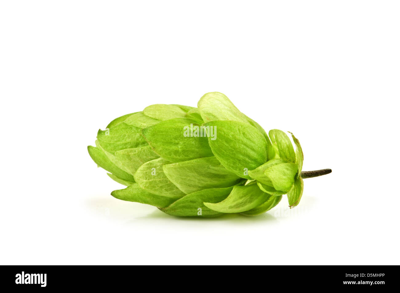 hop cone isolated on white Stock Photo