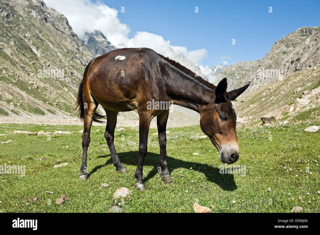 brown horse in mountain hill Stock Photo