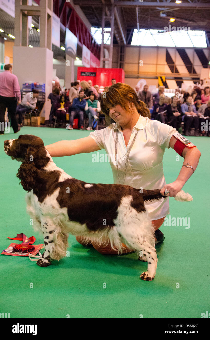 crufts springer spaniel