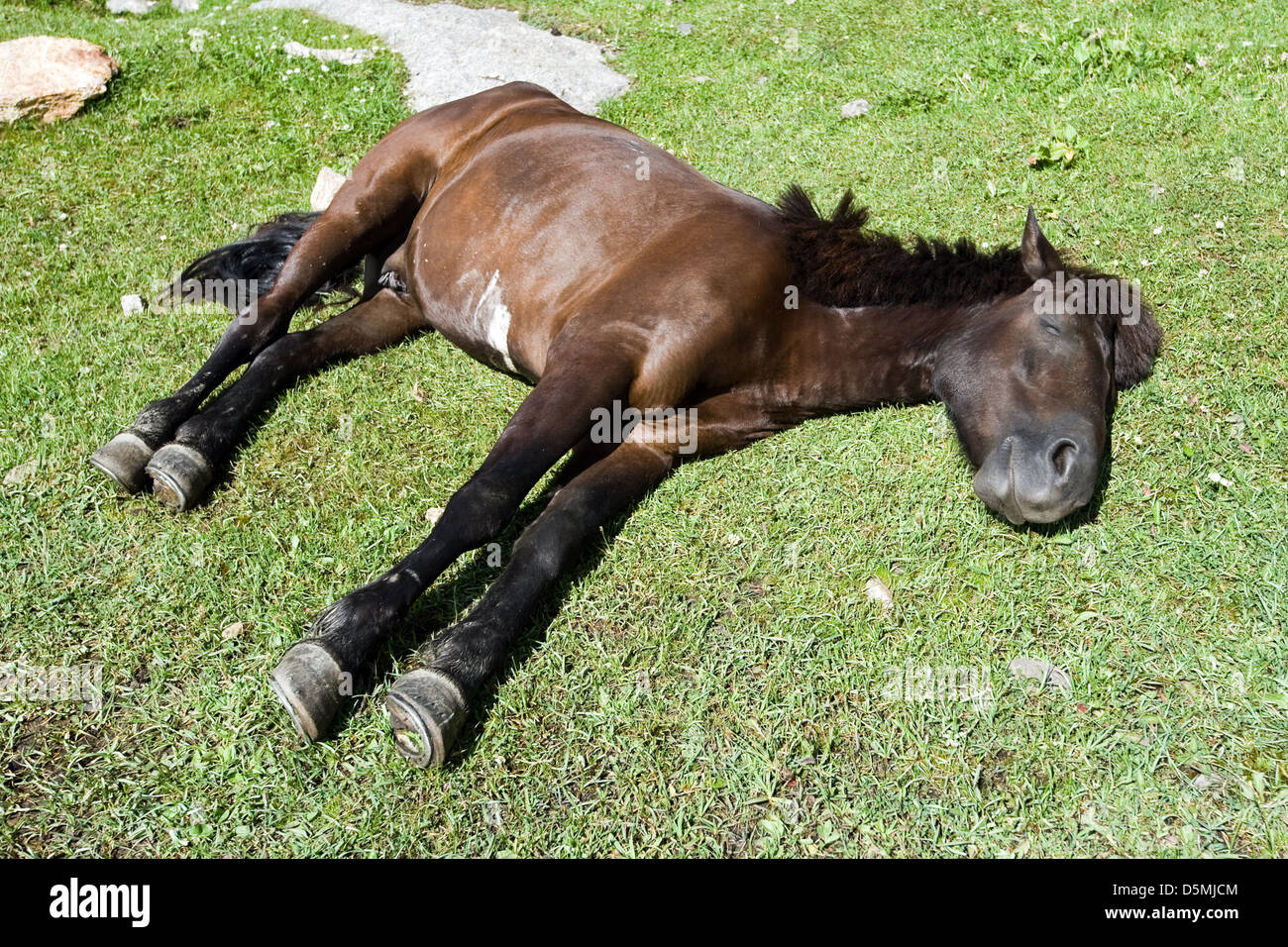 sleeping brown horse on green grass Stock Photo Alamy