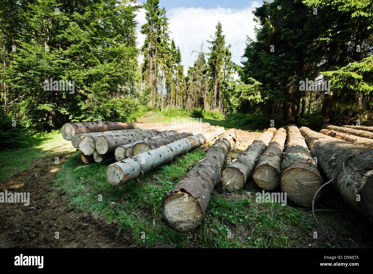 pine log in coniferous forest Stock Photo