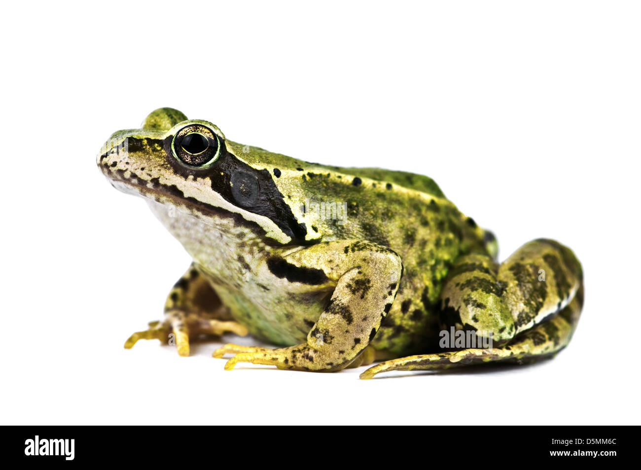frog isolated on white background Stock Photo - Alamy