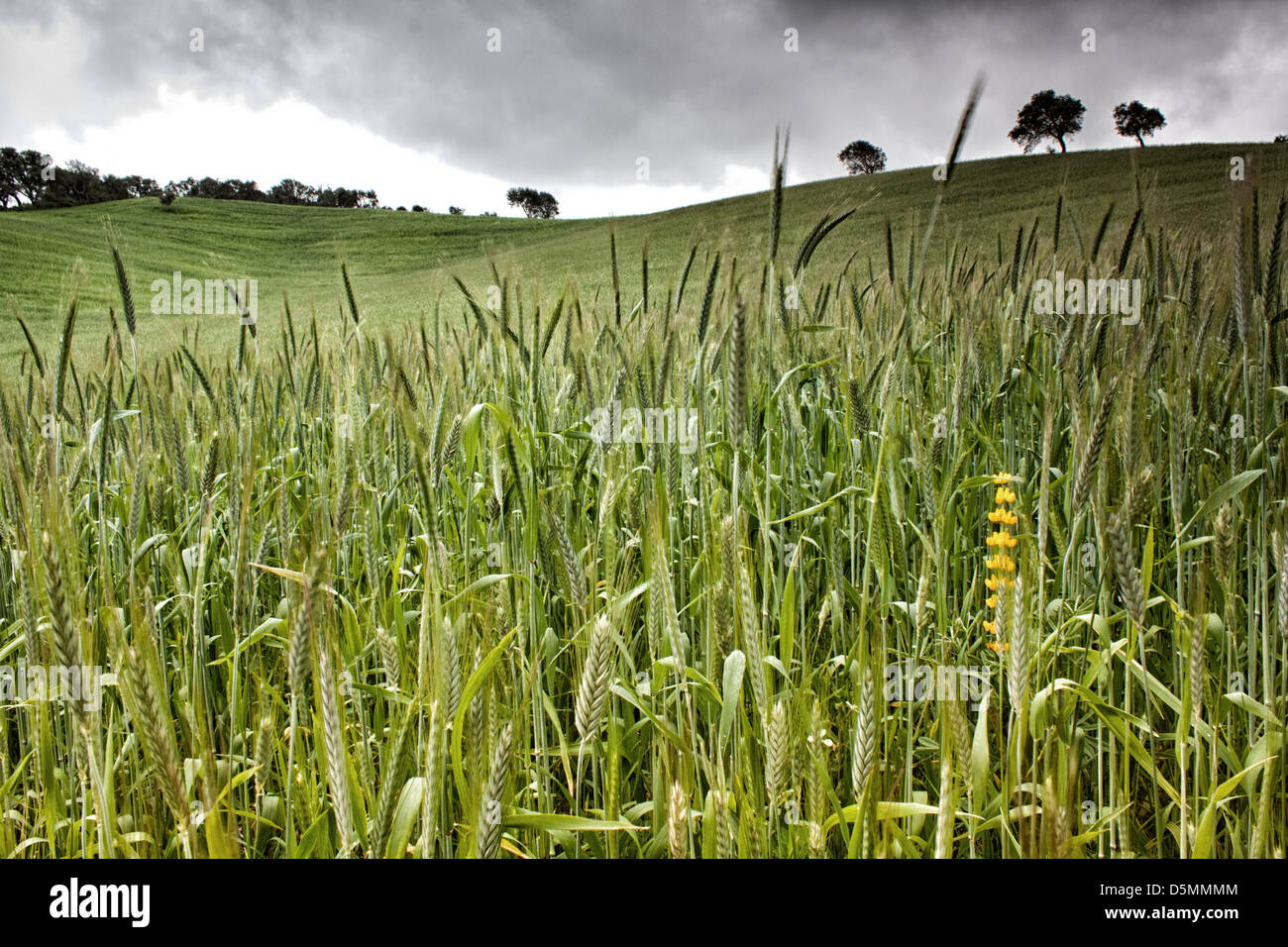 Rural landscape with stormy sky Stock Photo - Alamy
