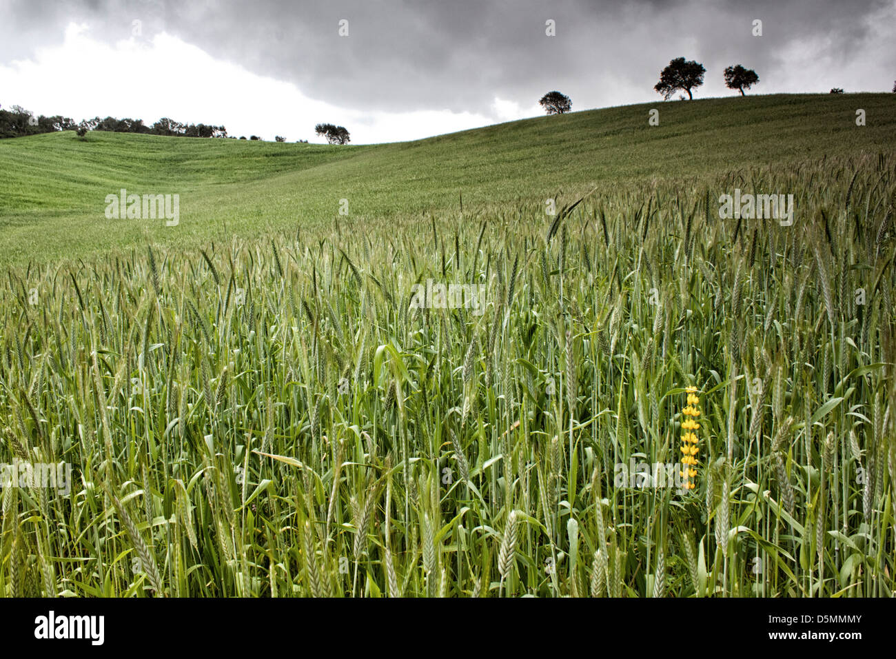 Rural landscape with stormy sky Stock Photo - Alamy