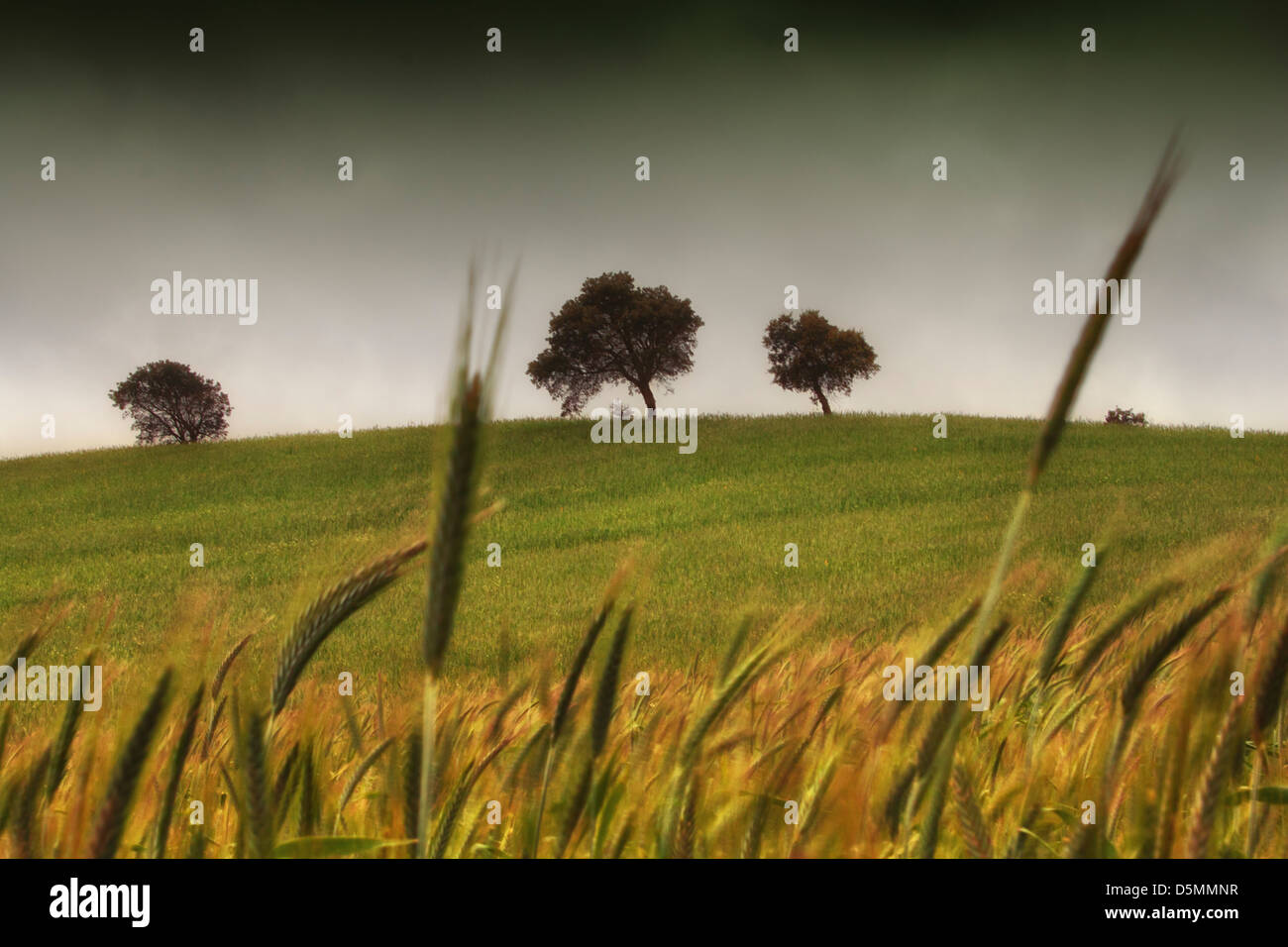Rural landscape with stormy sky Stock Photo - Alamy