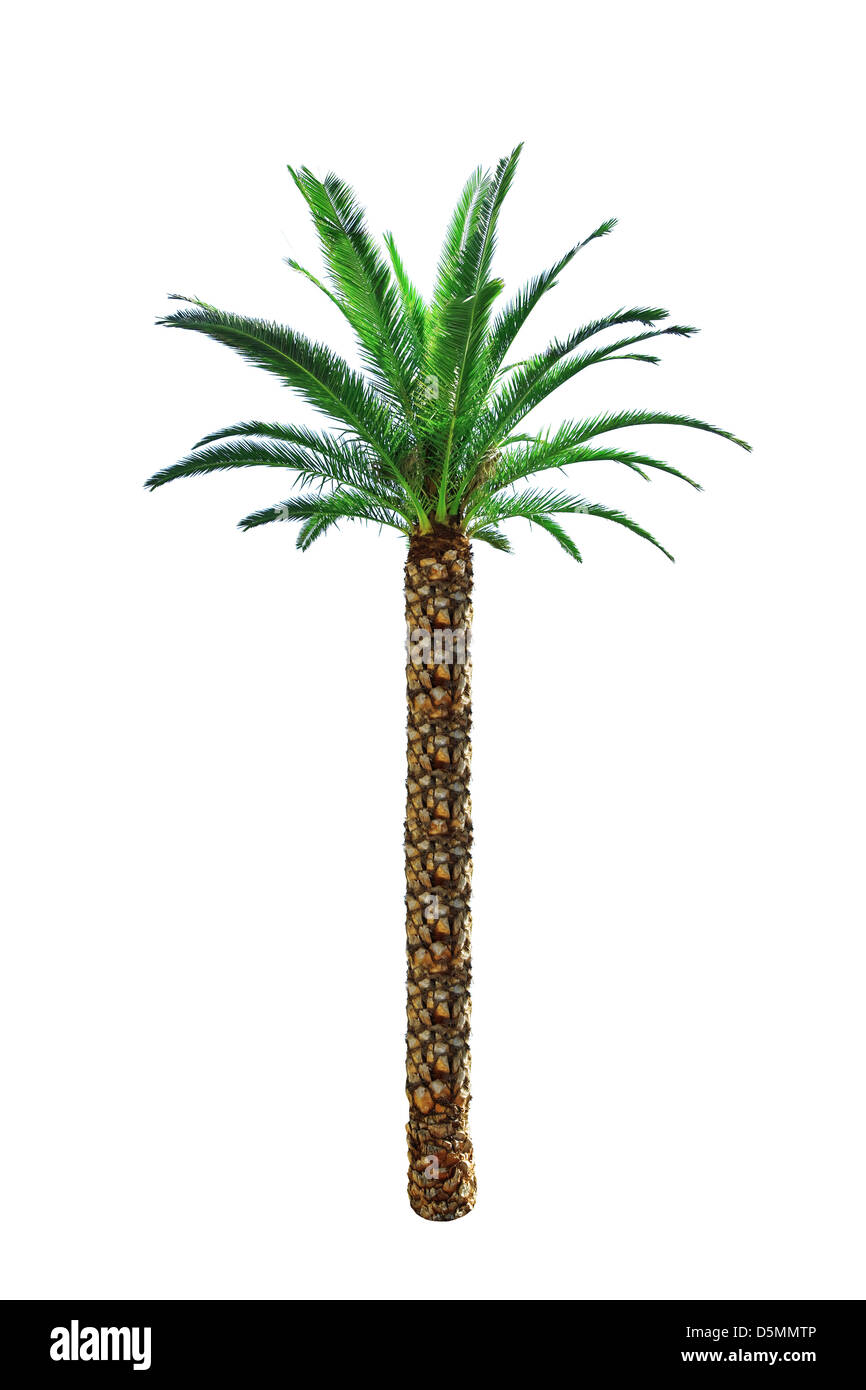 palm tree isolated on white Stock Photo - Alamy