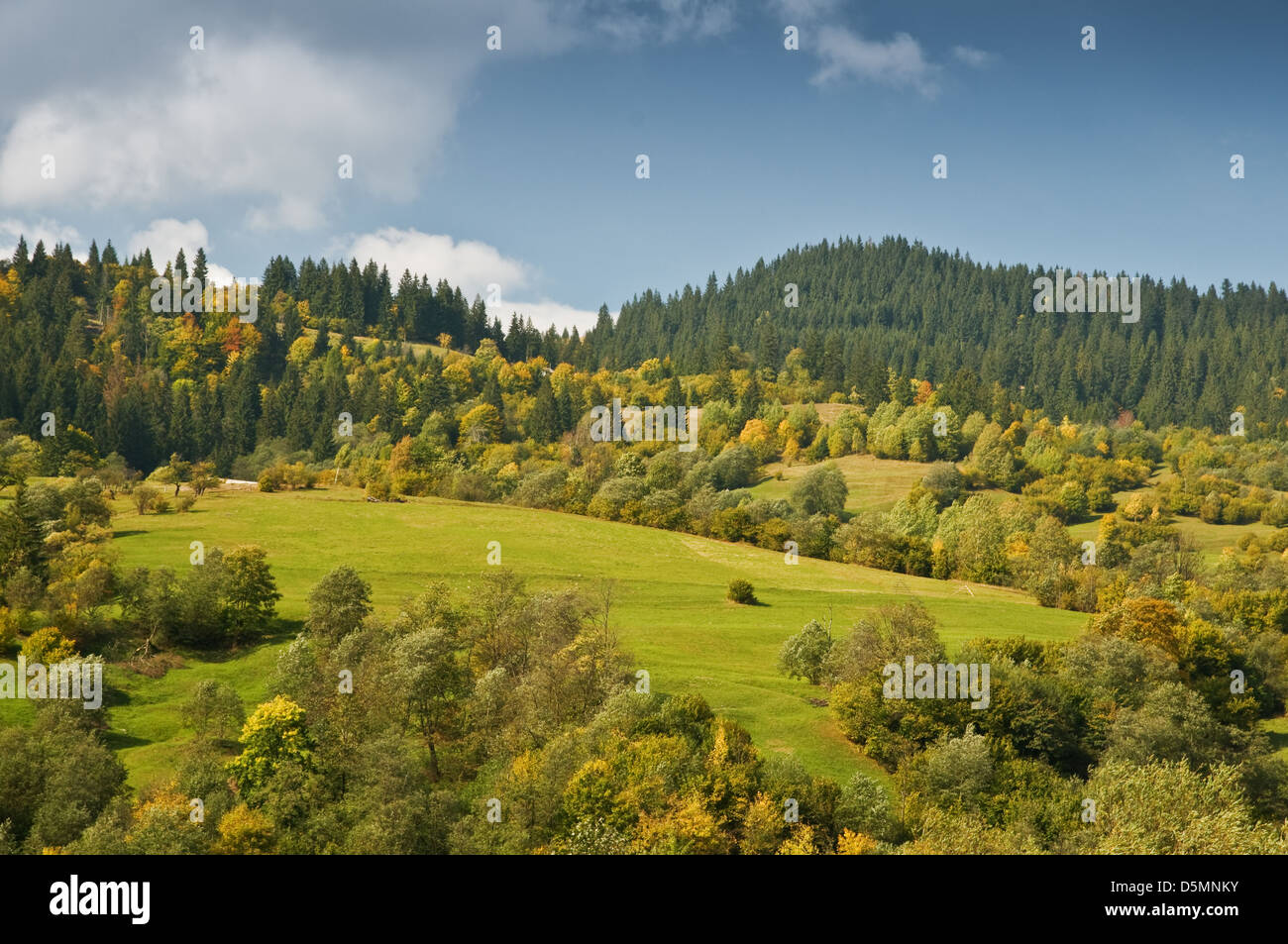 autumn forest under blue cloudy sky Stock Photo - Alamy