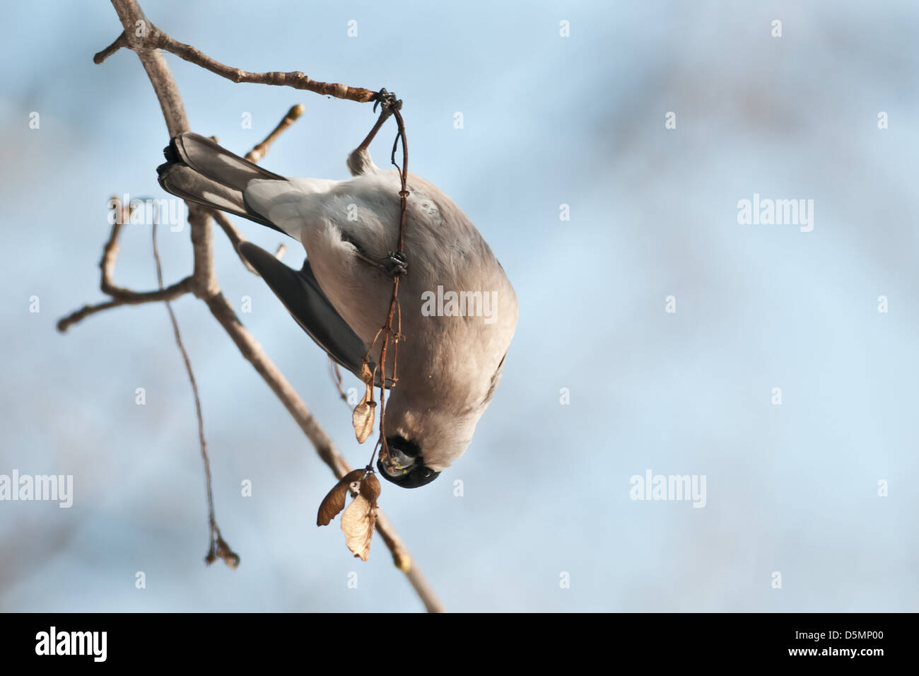 bullfinch on twig in winter time Stock Photo