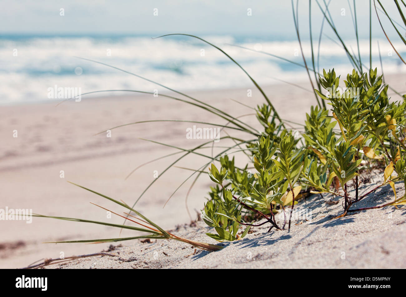 Grass and weeds on the beach Stock Photo Alamy