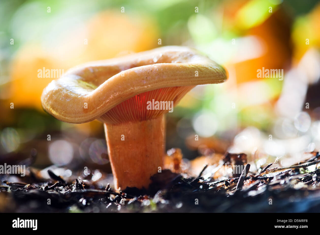 mushroom in forest close up Stock Photo