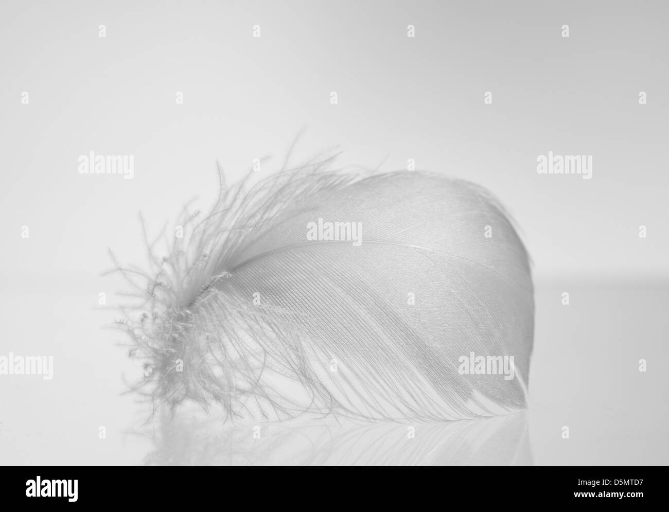 fluffy white feather lying on glass Stock Photo