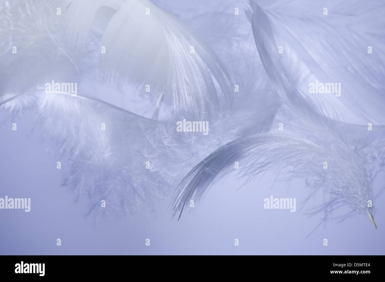 White fluffy feathers flying on blue Stock Photo