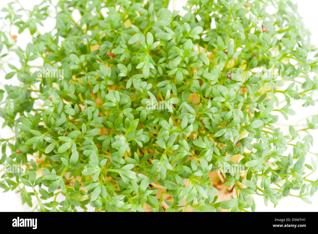 Sprouts of Lepidium sativum or cress plants Stock Photo