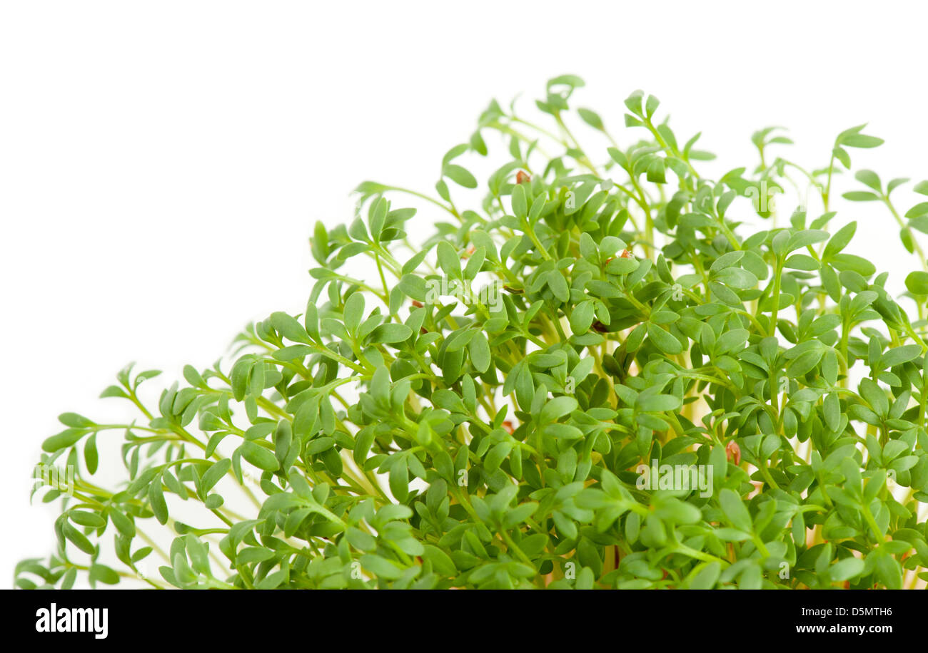 Lepidium sativum or cress sprouts grow on white Stock Photo