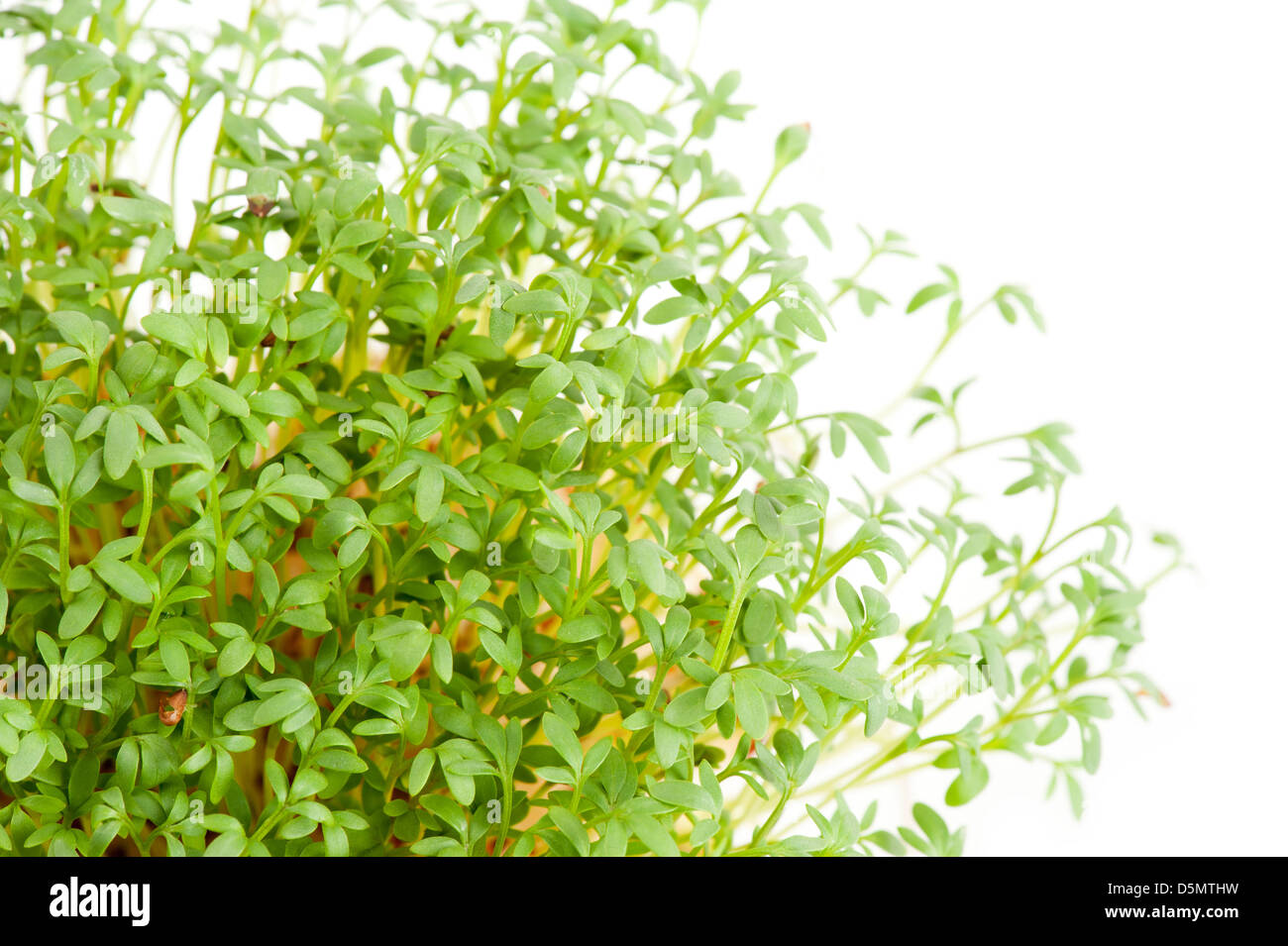 Sprouts of Lepidium sativum or cress growing Stock Photo