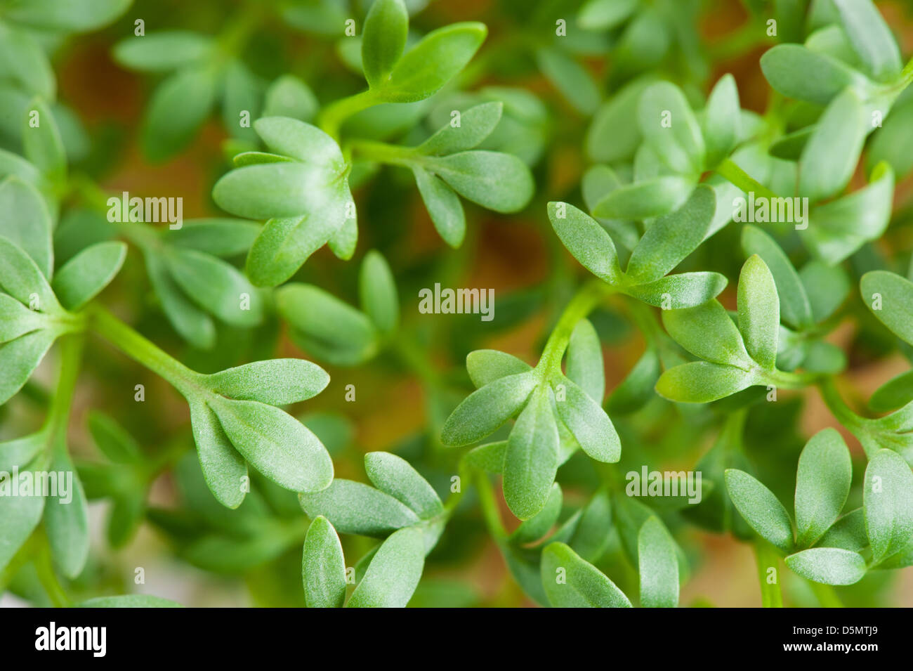 Zoom on Lepidium sativum or cress leaves Stock Photo