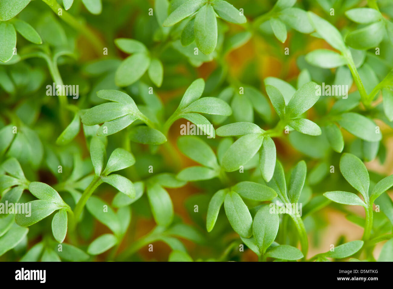 Close-up of Lepidium sativum or cress leaves Stock Photo