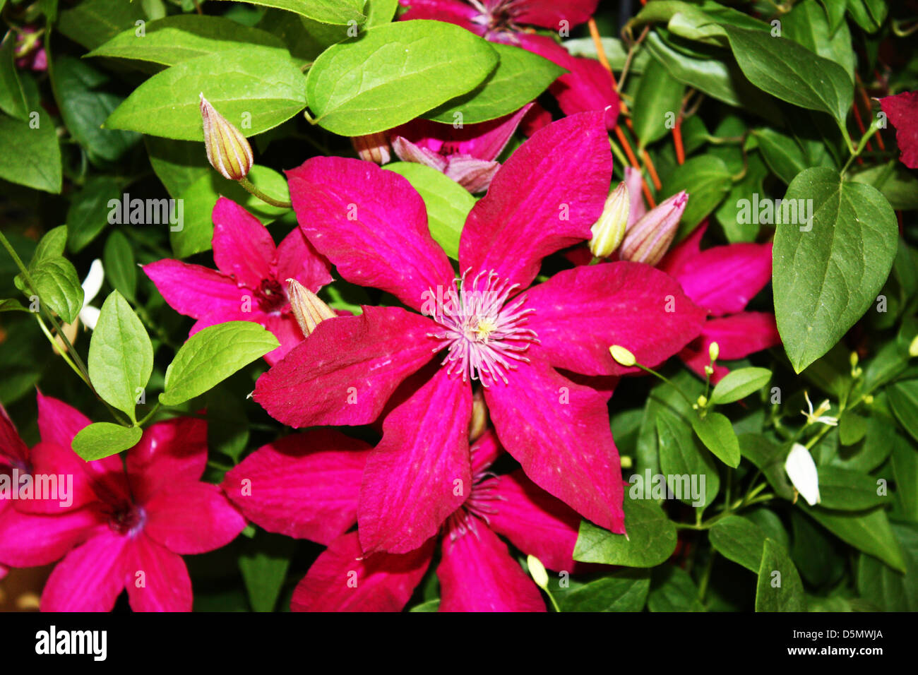 Clematis flowering plant in a garden Stock Photo Alamy