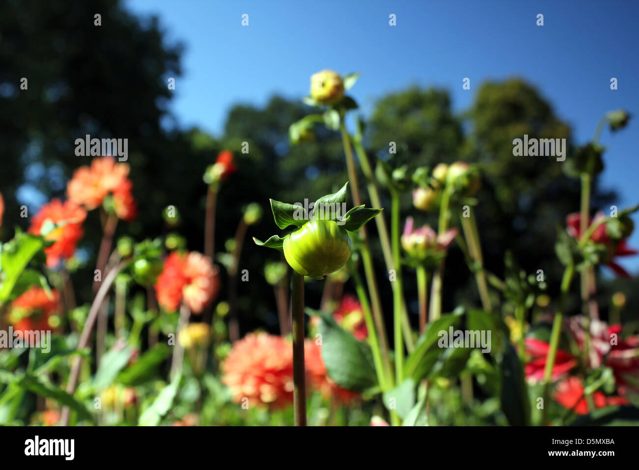 Bulbs and seed hires stock photography and images Alamy