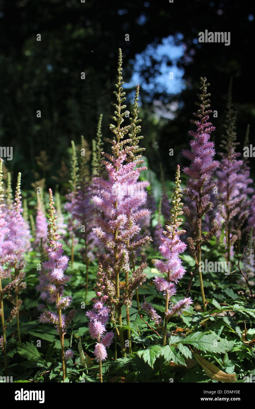 Flower forest hi-res stock photography and images - Alamy