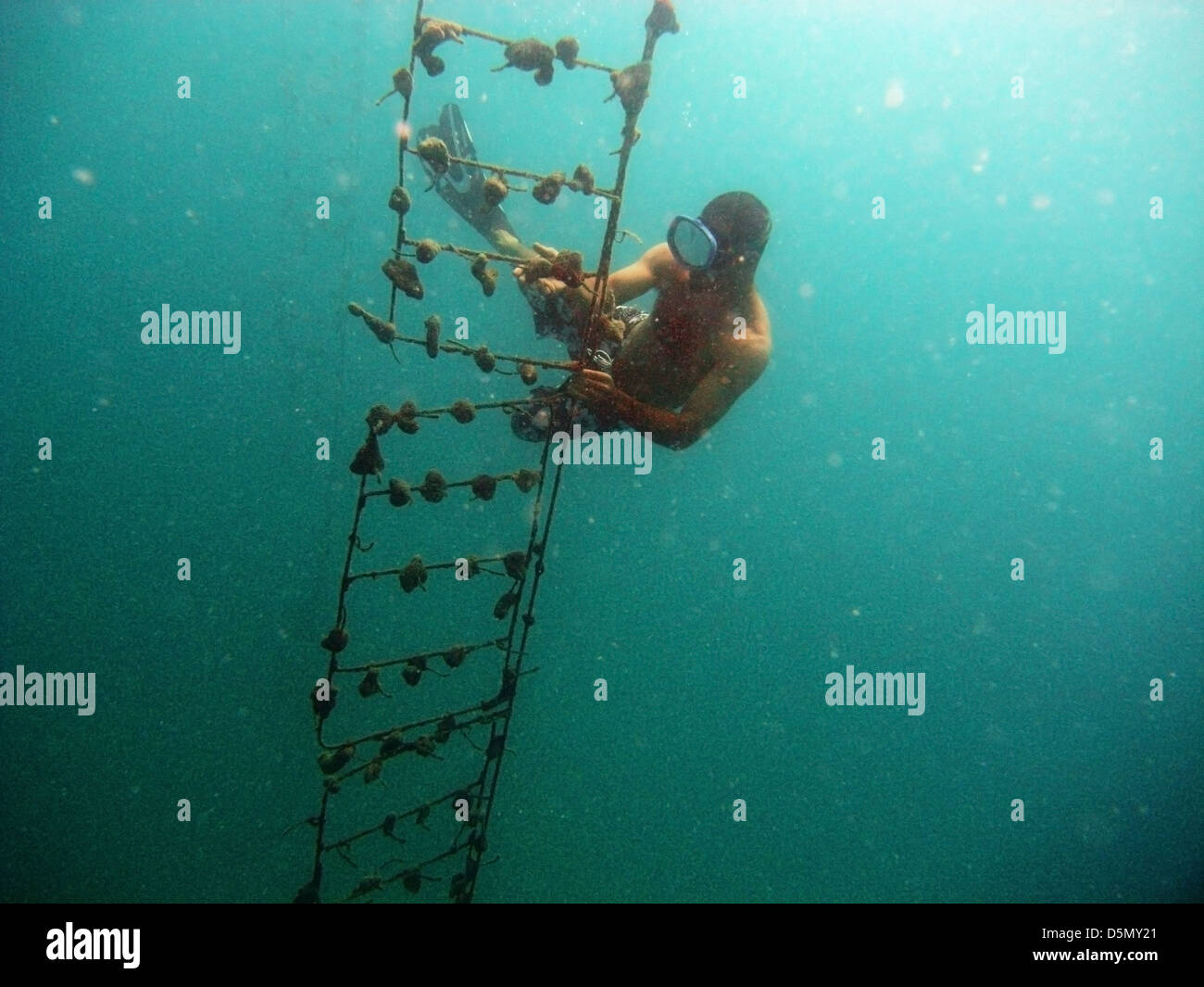 Local diver growing bath sponges in nutrient-rich waters off Yorke Island (aka Masig Island), Torres Strait, Australia Stock Photo